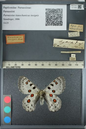 Media type: image;   Entomology 174895